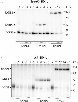Apurinic/Apyrimidinic Endonuclease 1 and <mark class="highlighted">Tyrosyl-DNA Phosphodiesterase 1</mark> Prevent Suicidal Covalent DNA-Protein Crosslink at Apurinic/Apyrimidinic Site